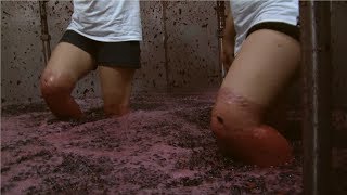 Harvest Wine Grape  Amazing Grape Factory  Traditional Wine Making Processing [upl. by Komara]