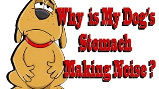 Why is My Dogs Stomach Making Noise [upl. by Asined]