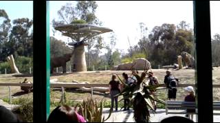 San Diego Zoo  complete Bus tour through 75 of Zoo [upl. by Anilrats]