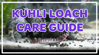 Kuhli Loach Care Guide [upl. by Kowtko521]