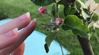 Hand Pollinating Apples [upl. by Seugram275]