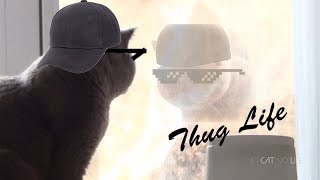 Thug Life Cats Compilation [upl. by Otilopih]