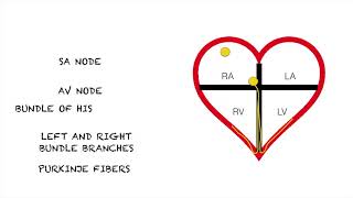 Junctional Rhythms Easy and Simple [upl. by Gerhardt]