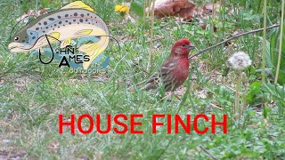 HOUSE FINCH [upl. by Desma]