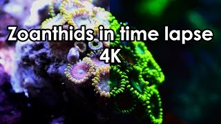 Zoanthids in time lapse  4K [upl. by Kellby]