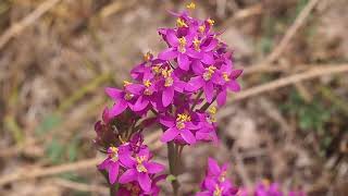 Petite Centaurée Centaurium erythraea [upl. by Nissa]