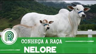 Conheça o nelore melhorador genético do rebanho brasileiro [upl. by Brooks]