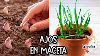 Como Plantar Ajos En Macetas  Cultivar Ajos En Maceta  La Huertina De Toni [upl. by Ahern]