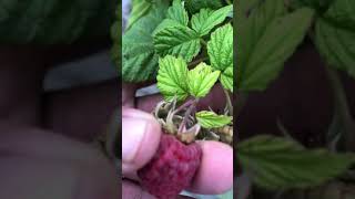 dwarf thornless raspberry shortcake harvest seattle PNW gardening [upl. by Mickie591]