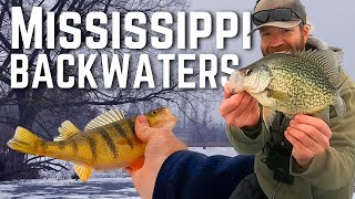 Ice Fishing Mississippi River Jumbo Perch and Crappies [upl. by Yeblehs]