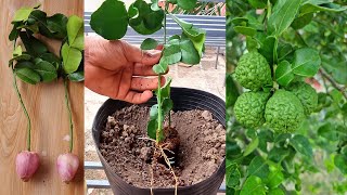 Kaffir Lime Growing From Cutting l New Technique That Works Best [upl. by Ihcas291]