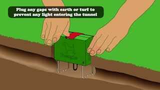 How to use the EasySet Mole Trap [upl. by Jarlath]