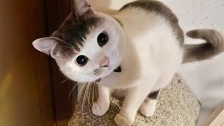 Most hilarious CATS that will make you LAUGH Best CAT VIDEOS 2024 [upl. by Noyek]