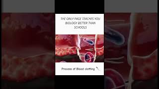 Process of blood clotting 👍 animation science biology study bloodclotting trending explore [upl. by Kutzenco]