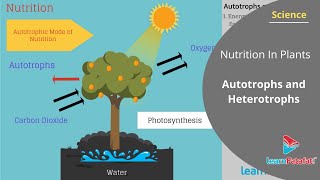 Nutrition In Plants Class 7 Science  Autotrophs and Heterotrophs [upl. by Nerfe599]