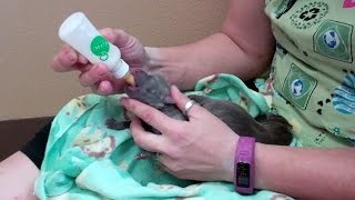 How to take care of newborn puppies [upl. by Rumery269]