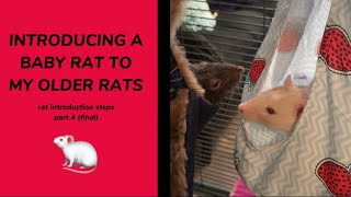 💡🐀 20 THINGS YOU SHOULD KNOW BEFORE OWNING RATS 🐀💡 [upl. by Dahij]