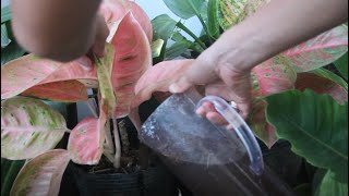 Make Effective Organic Liquid Fertilizer from Cow Manure  How to Prepare And Apply [upl. by Luedtke]