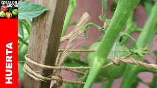 Como atar los tomates  Por qué es necesario entutorar los tomates [upl. by Ambrosio684]