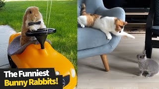 The Funniest And Cutest Bunny Rabbit Compilation  Funny Bunnies 2021 [upl. by Placido]