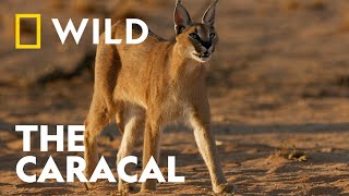 The Caracal  Big Cat Month  National Geographic WILD UK [upl. by Joacimah]