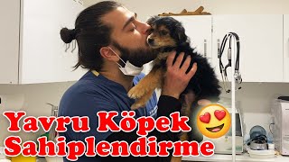 AİLESİZ YAVRUYU SAHİPLENDİRDİK  Yavru Köpek Sahiplendirme  TheVet [upl. by Nwahsd]