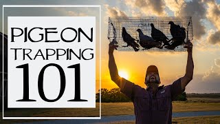 How To Trap Pigeons For Dog Training [upl. by Lem]