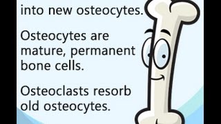 Osteoblast Vs Osteoclast Vs Osteocyte [upl. by Iduj98]