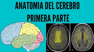 Anatomía del Cerebro Parte 1 [upl. by Russon]