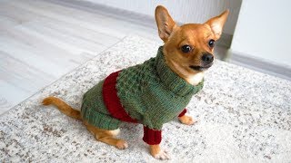 Easy Dog Sweater Knitting Pattern [upl. by Codding832]