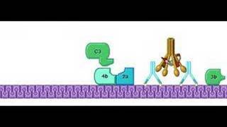 Classical Pathway Complement System [upl. by Ecilegna730]