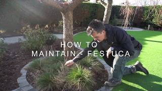 How to maintain  Festuca [upl. by Hurless521]