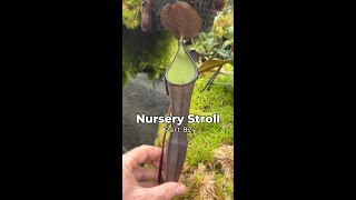 Nursery Stroll – Part 82 [upl. by Rbma635]