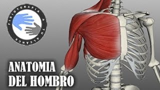 Anatomia y musculos del hombro [upl. by Dallas]