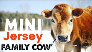 Mini Jersey Cow  The Perfect Miniature Family Cow [upl. by Aruon]