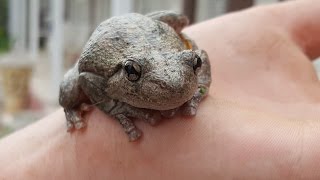 Perons Tree Frog Litoria peronii [upl. by Elvie]