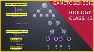 GAMETOGENESIS  Human Reproduction  Class 12 [upl. by Corinne]