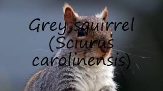 How to say Grey squirrel Sciurus carolinensis in English [upl. by Millford192]