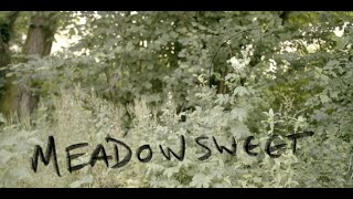 Hedgerow Medicine  Foraging for Meadow Sweet and making tea out of it [upl. by Oak]