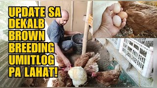 UPDATE SA DEKALB BROWN BREEDING UMIITLOG PA LAHAT [upl. by Kier270]