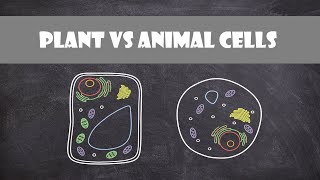 Differences between Plant and Animal Cells Eukaryotes  Cell Biology [upl. by Nawtna54]