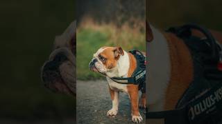 Stamford just wanted to be on camera while Honey wanted to run free dogphotographer dogphotography [upl. by Rybma]