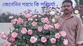 গরমে গোলাপ গাছের কি পরিচর্যা করবেন জেনে রাখুন [upl. by Oruntha699]