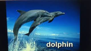 Baby Einstein world animals 2003 dolphin [upl. by Ajoop470]