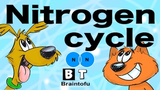 NITROGEN CYCLE MADE EASY  BIOLOGY FOR KIDS  FUN SCIENCE CARTOON [upl. by Diao]