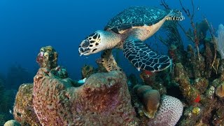 BEST DIVING adventures in Roatan [upl. by Nylkcaj]