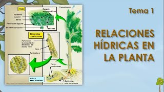 Agua en las plantas 1 RELACIONES HÍDRICAS EN LA PLANTA [upl. by Desai]