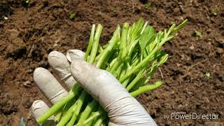 How to make waterleaf seeds from the Stems [upl. by Maximilien379]