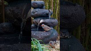 Zebra Finches at Waterfall in Bird Aviary [upl. by Acinoj]