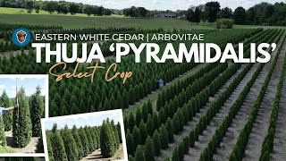 Select Crop Thuja Pyramidalis Pyramidal Eastern White Cedar or Pyramidal American Arborvitae [upl. by Ferrigno981]